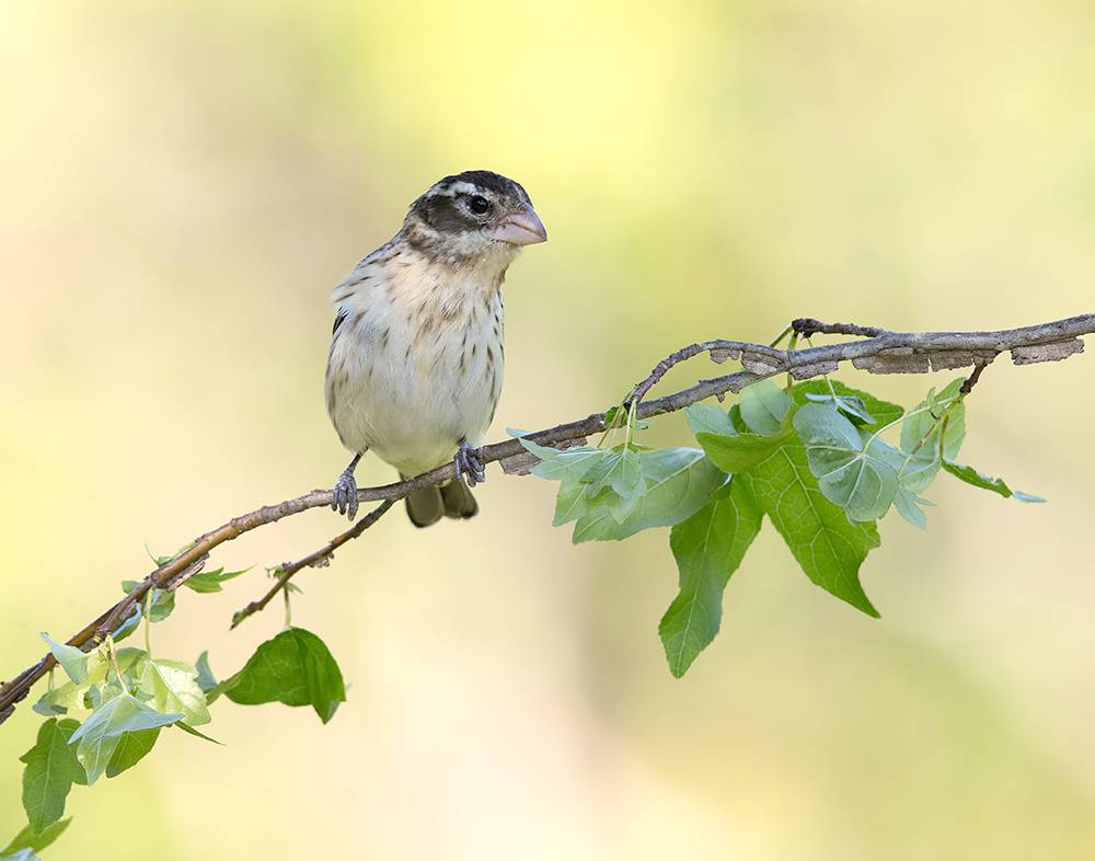 rose-breasted grosbeak, grosbeak, красногрудый дубоносовый кардинал, кардинал, spring, весна, Etkind Elizabeth