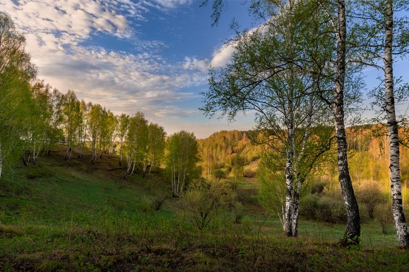 природа, лес, весна Весна в разгаре фото превью