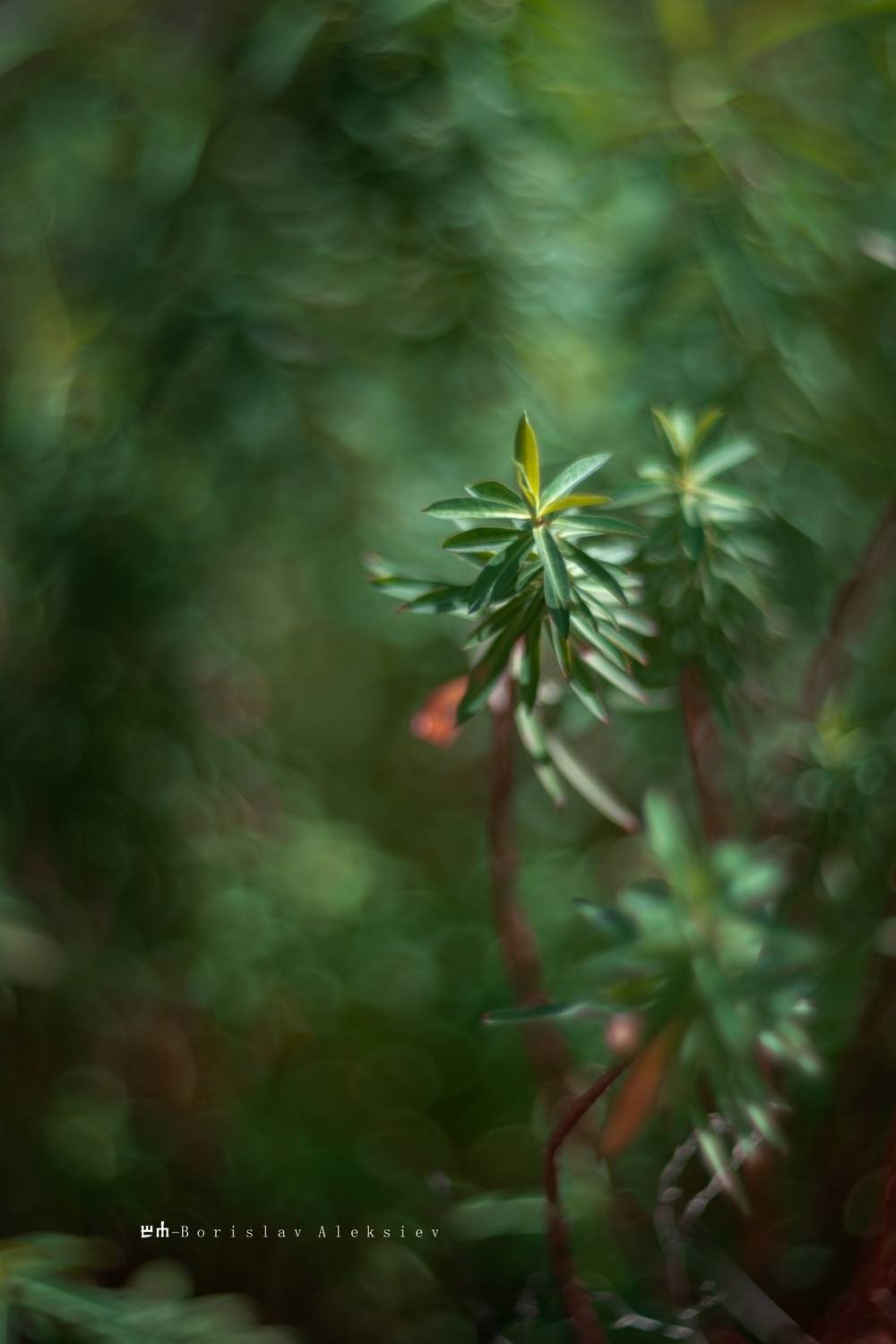 green, nature, bokeh, Алексиев Борислав