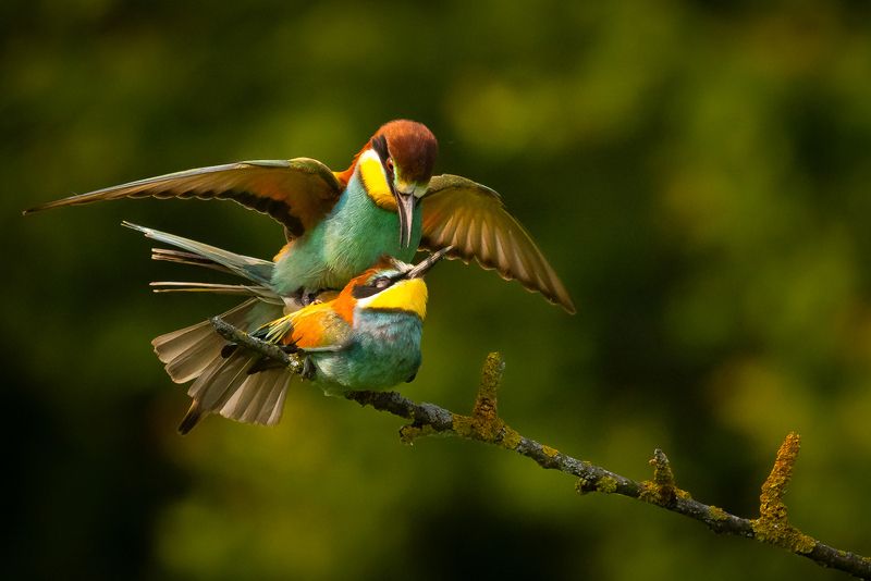 Bee-eater фото превью