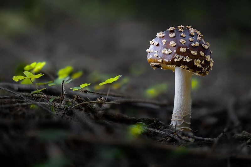 Sweet фото превью