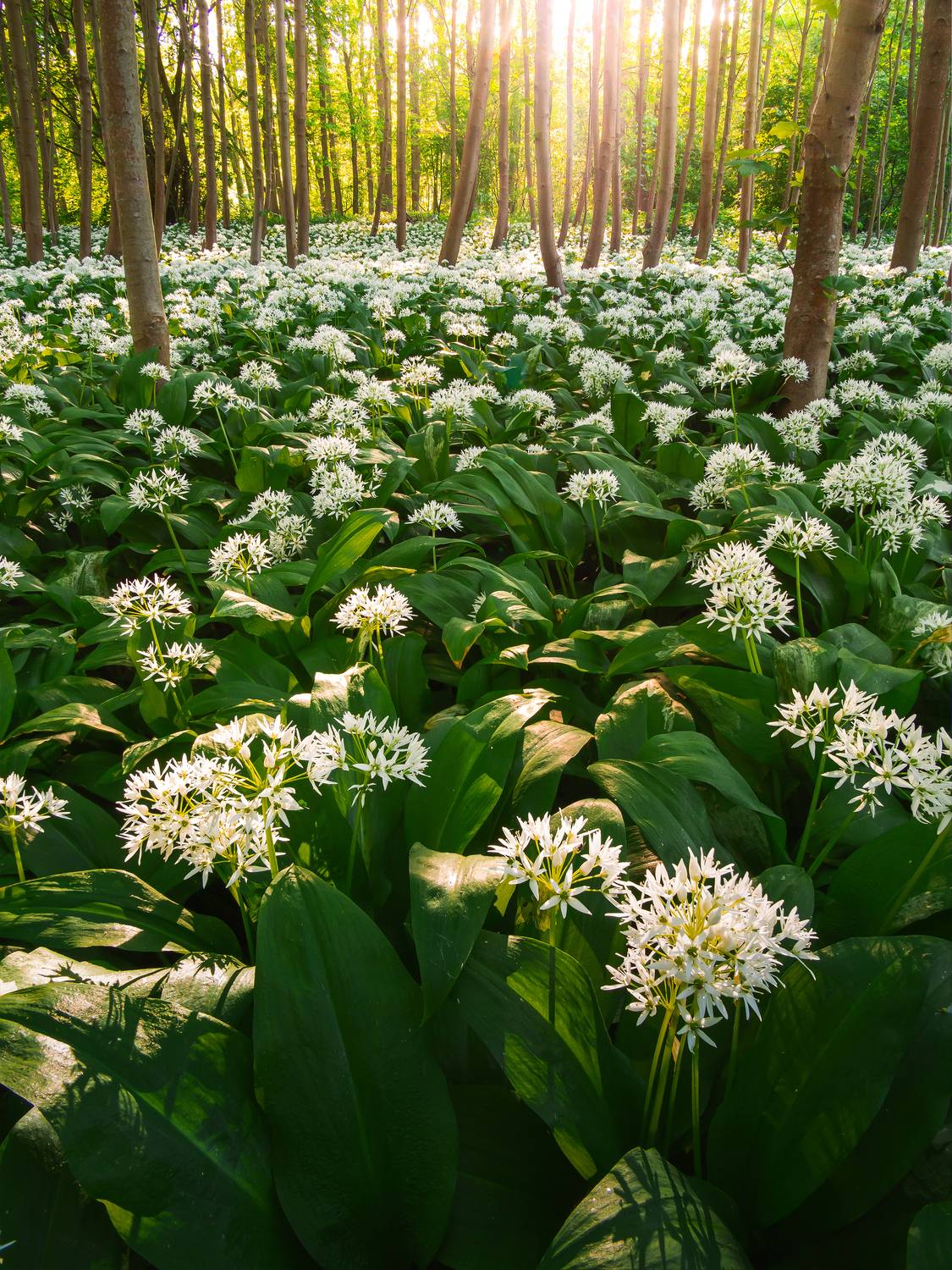 garlic, forest, flower, wood, woodscape, landscape, czechia, sunset, golden, Slavom&iacute;r Gajdo&scaron;