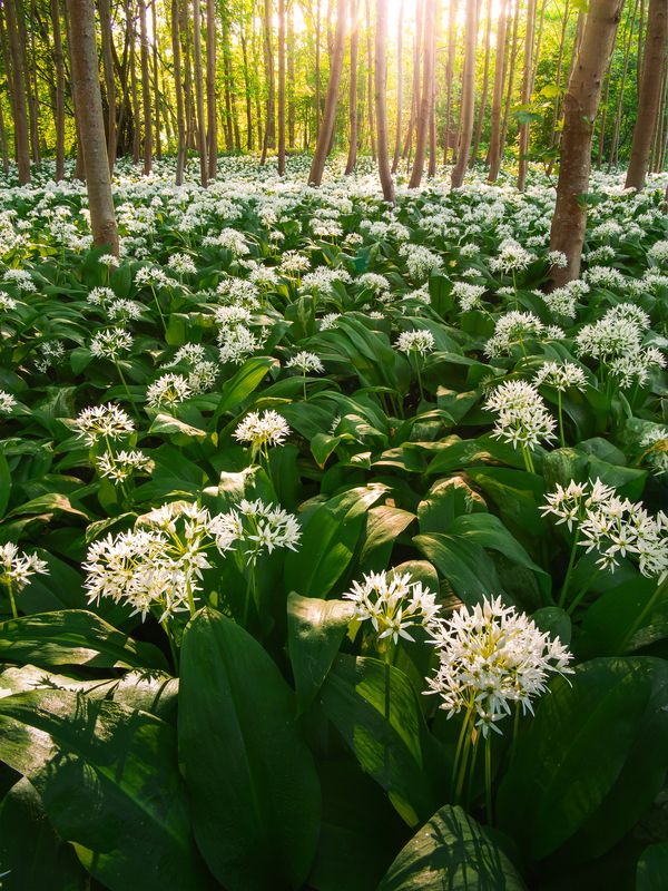 garlic, forest, flower, wood, woodscape, landscape, czechia, sunset, golden In the kingdom of Bear\'s Garlic фото превью