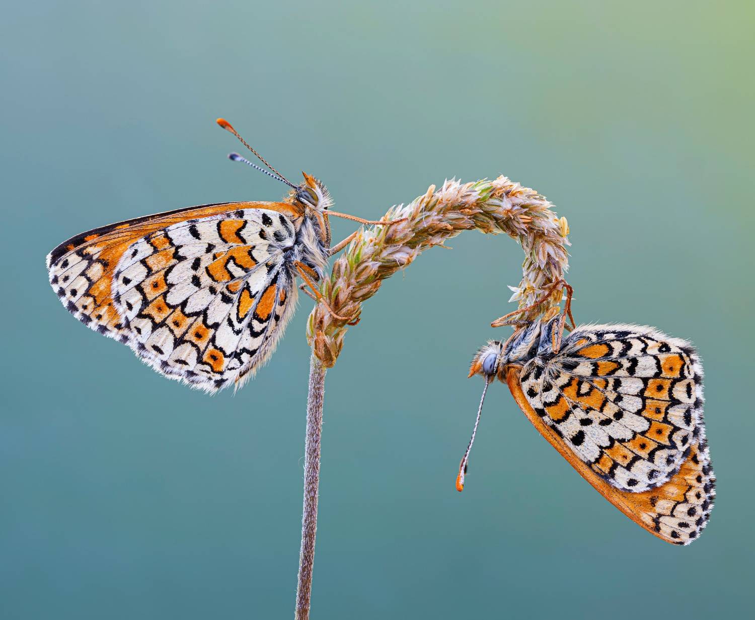 macrophotography, bugs, butterfly, Camilla Zocchi