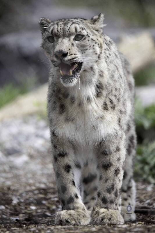 Snow leopard фото превью