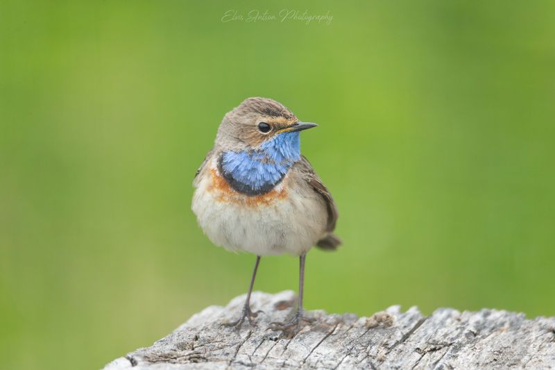 варакушка, шведский соловей, орнитология, птицы россии, дикая природа, birds, birdwatching, дикие птицы, elvis antson, братья наши меньшие, пернатые Певец весны фото превью