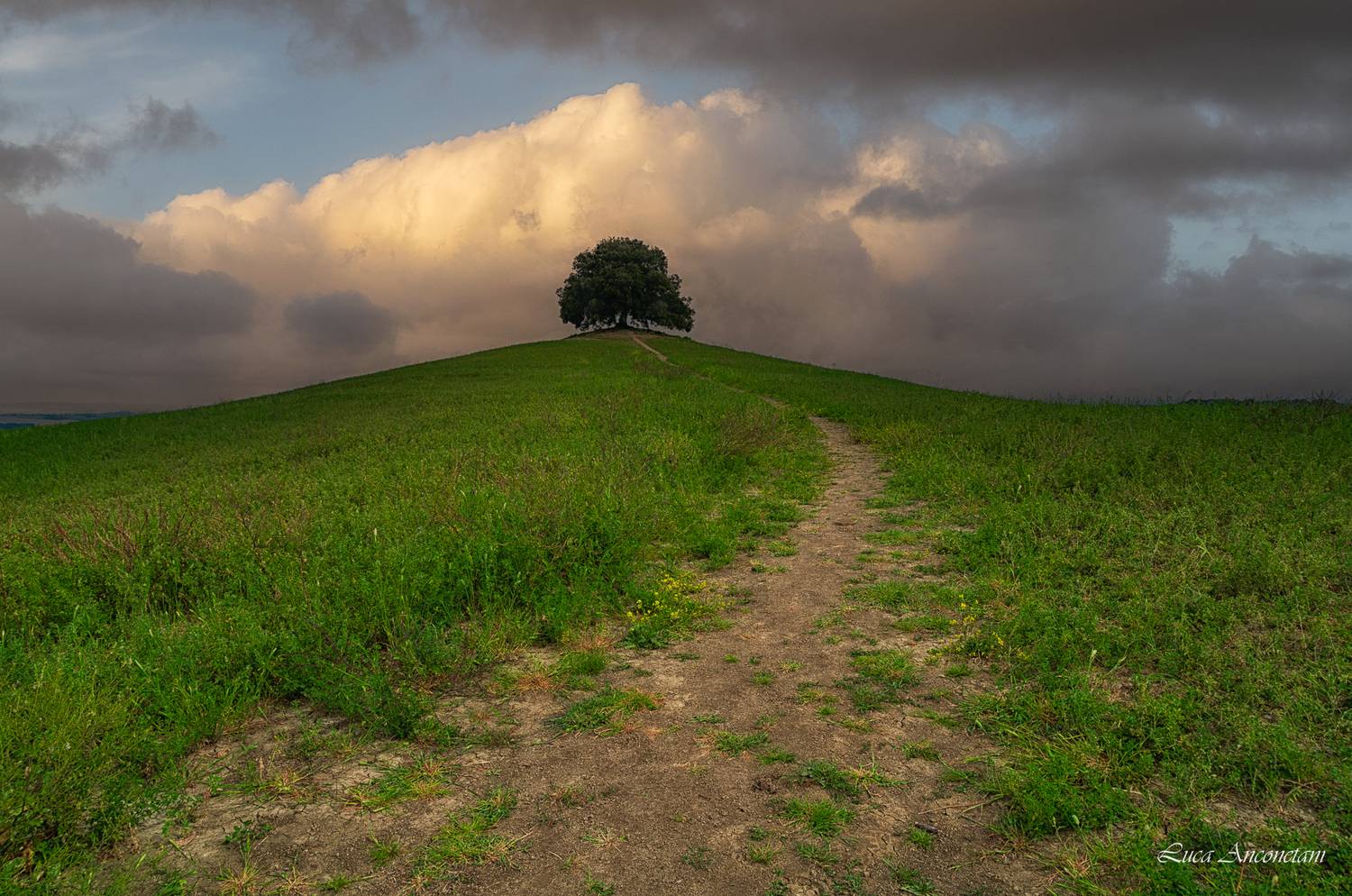 hills, tuscany, italy, fields, green, tree, na, Anconetani Luca