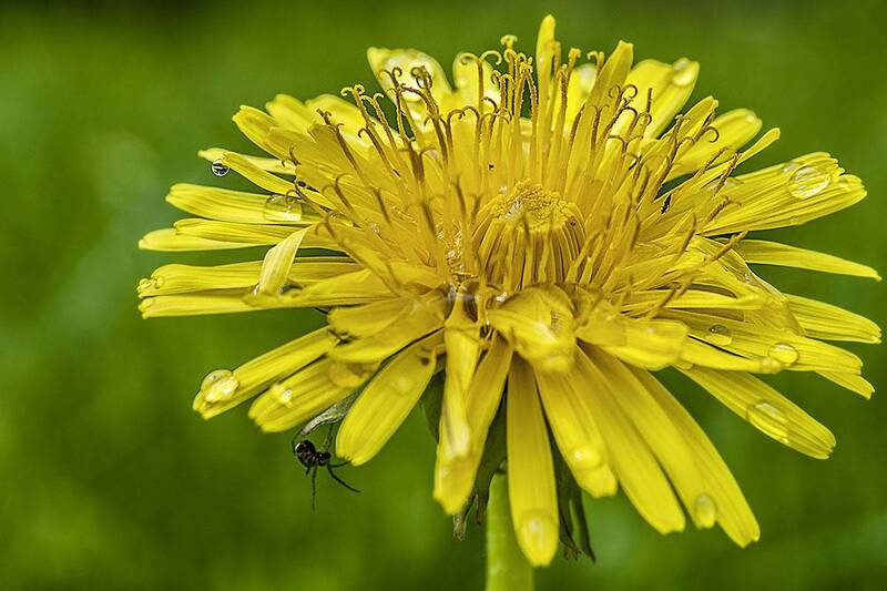 Löwenzahn (Taraxacum officinale) фото превью