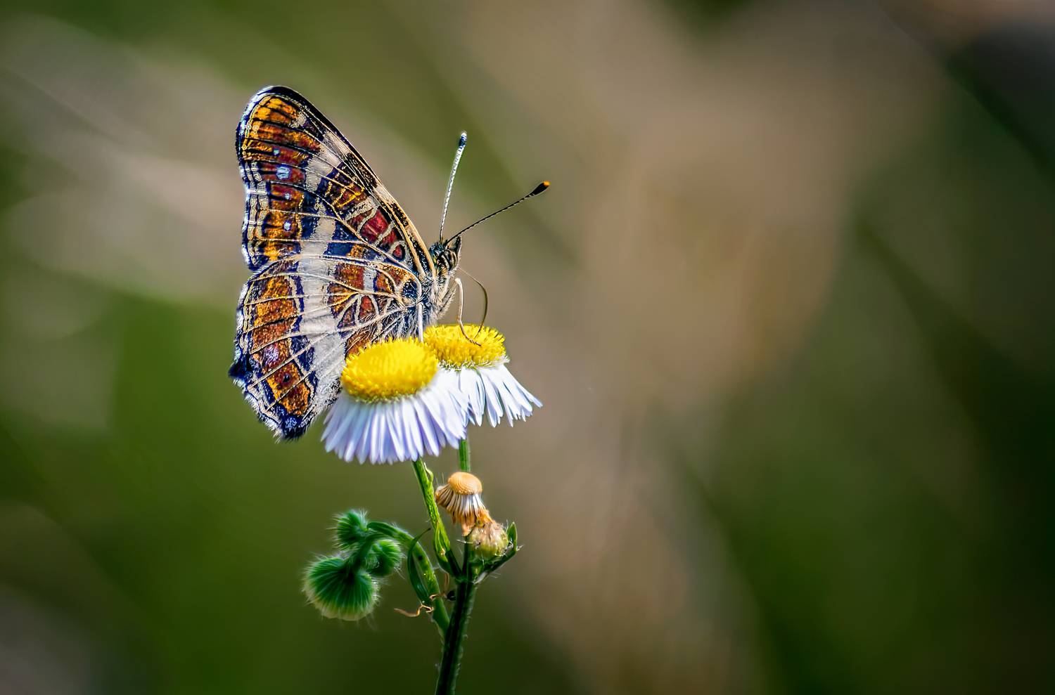 wildlife, nature, flowers, butterfly, green, yellow, red, insects, sony, croatia, macro, insect, Jubic Srecko