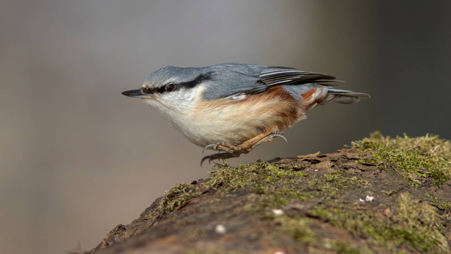 обыкновенный поползень, поползень, sitta europaea, eurasian nuthatch, nuthatch, Бондаренко Георгий