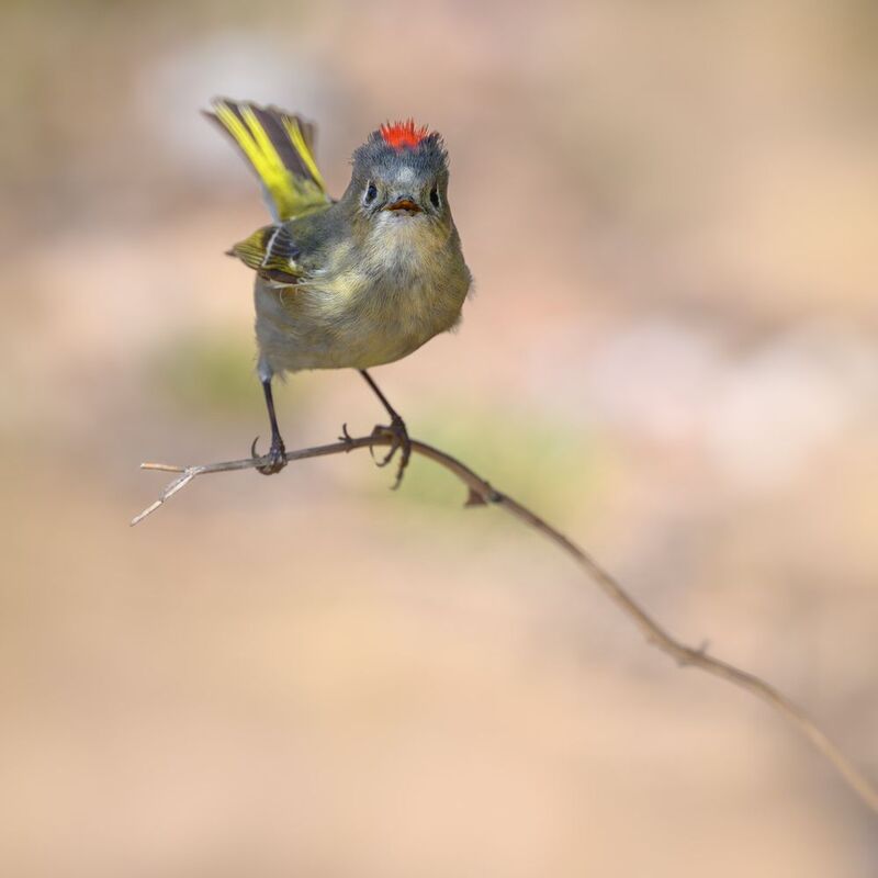 Ruby-crowned Kinglet фото превью