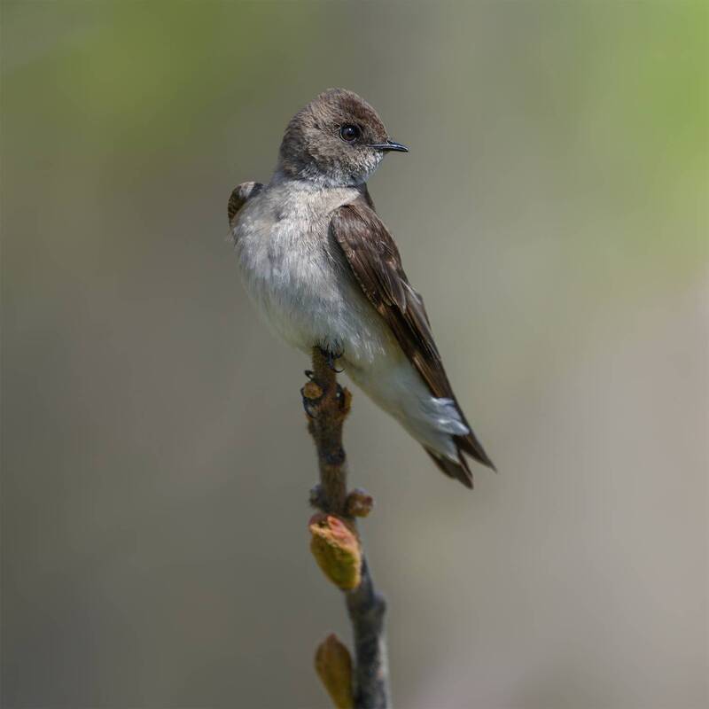 Northern rough-winged swallow фото превью