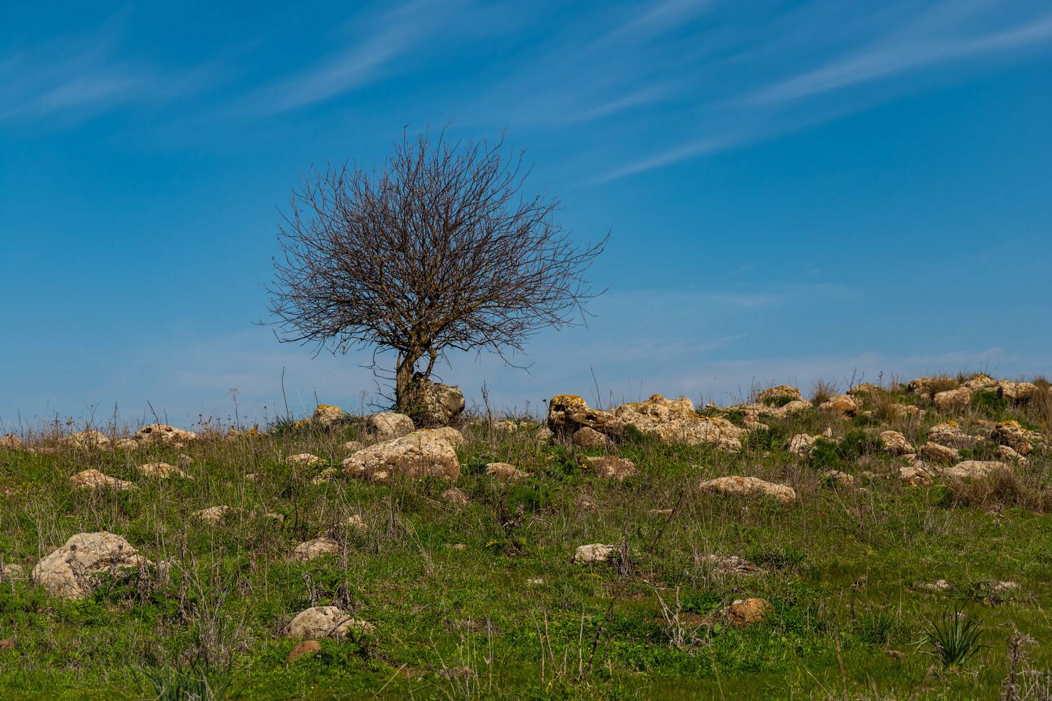 , David Solodar