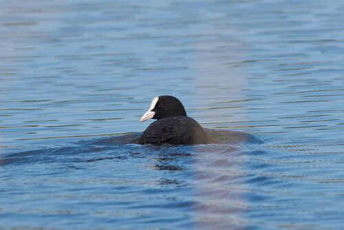 Fulica atra
