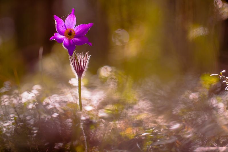 .... фото превью