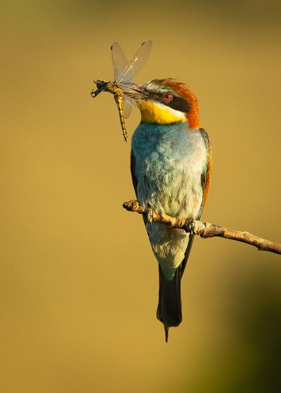 Bee-eater фото превью