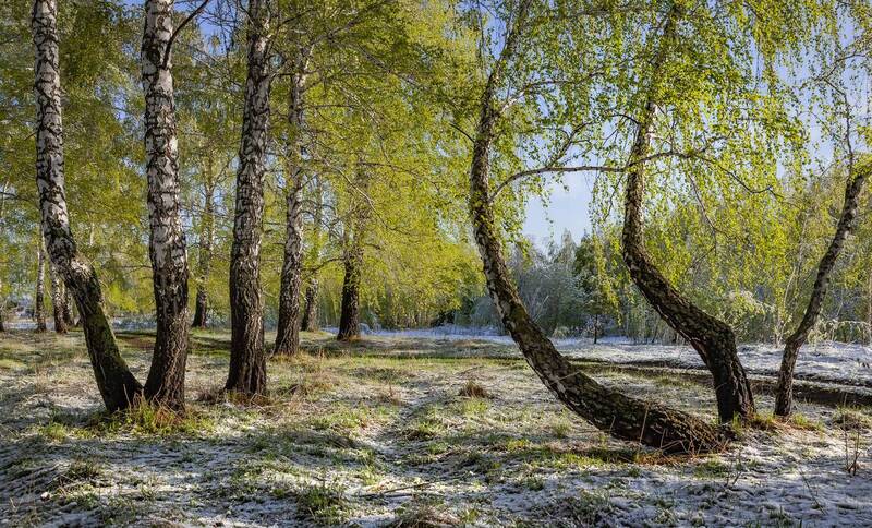 Снежный май фото превью