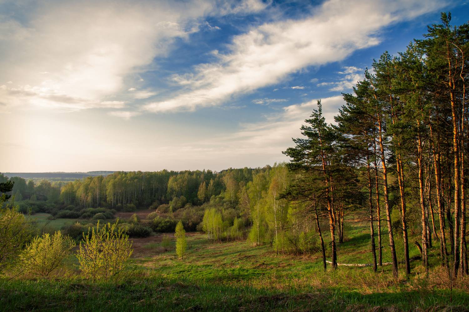 пейзаж, природа, лес, Николай Швалюк