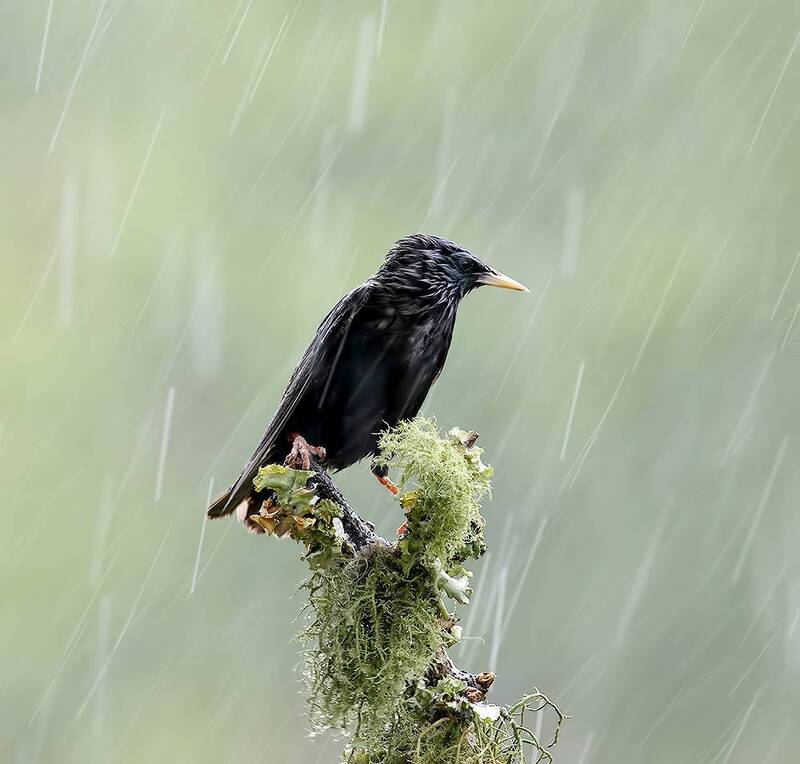 european starling, starling, обыкновенный скворец, скворец, дождь, птицы в дождь, птицы, birds, rain, spring, весна European Starling - Обыкновенный скворец в дождь фото превью