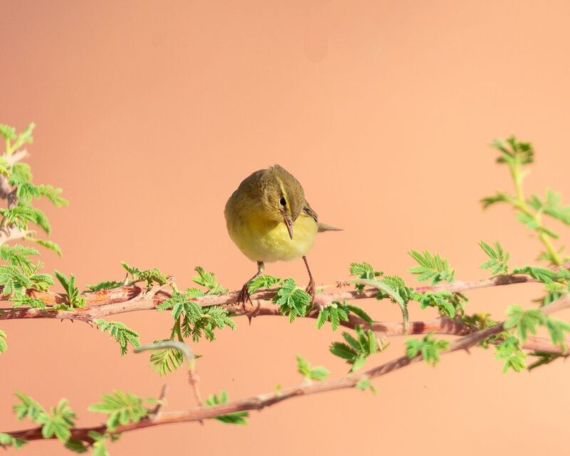 shaker.ksh@gmail.com nature фото превью