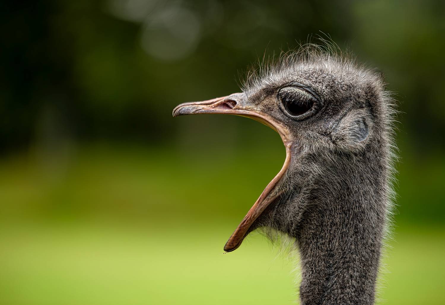 nature, animal, nikon, wildlife, bird, ostrich, Jubic Srecko