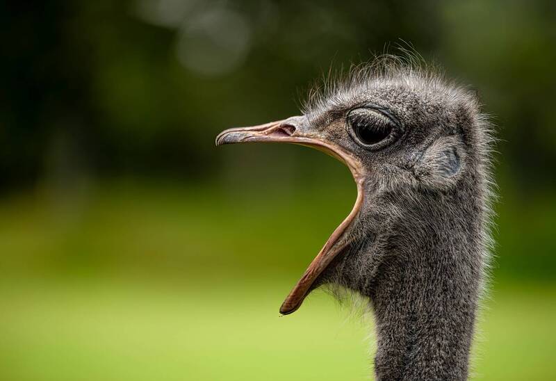 nature, animal, nikon, wildlife, bird, ostrich Ostrich in opera фото превью