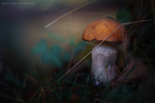 Mushroom