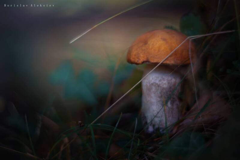 mushroom, dark, light, nature, bokeh Mushroom фото превью