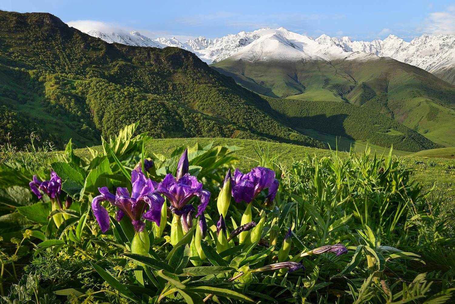 , Лесина Елена