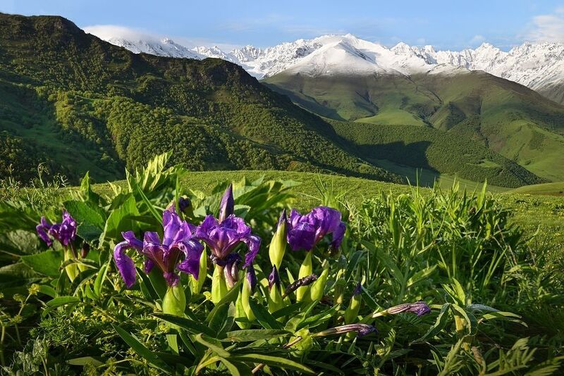 фото превью