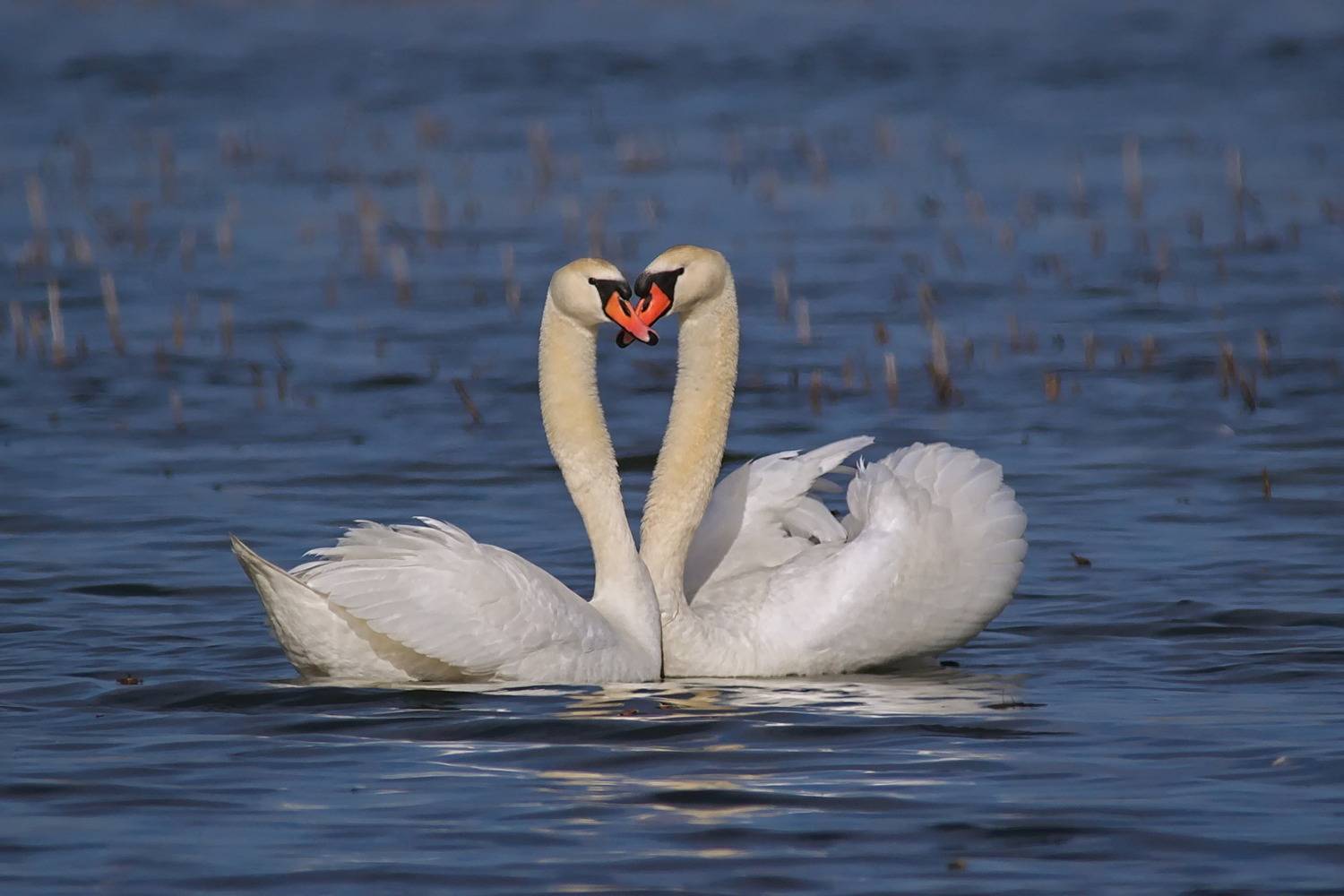лебедь-шипун, cygnus olor, sergey izoya