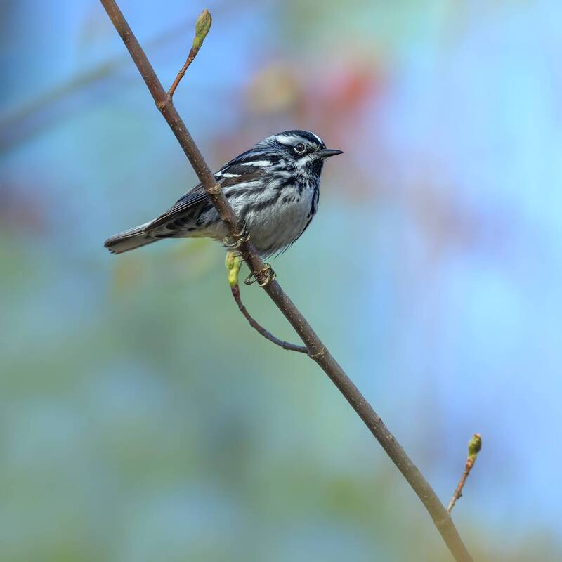 Black and White Warbler фото превью
