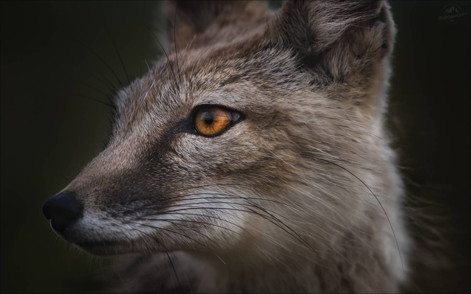 корсак, vulpes corsac, маныч, степная лиса, Влад Соколовский