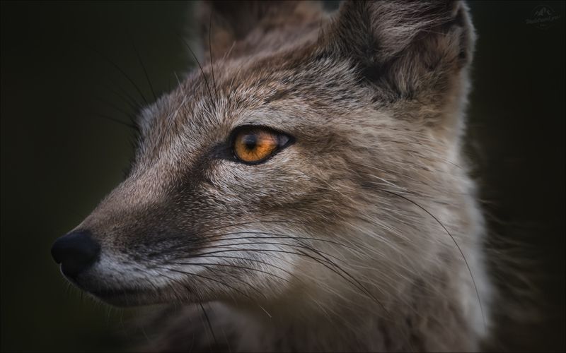 корсак, vulpes corsac, маныч, степная лиса Взгляд фото превью