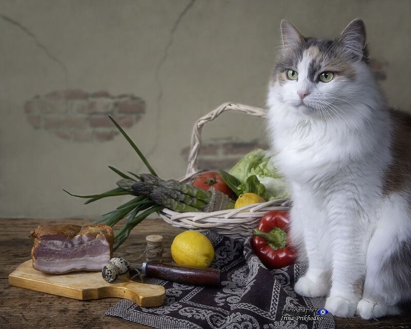 домашние животные, кошки, котики, питомцы, еда, кухонный натюрморт Мои любопытные котики фото превью