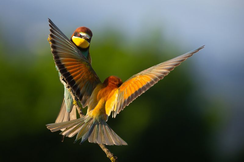 Bee-eater фото превью