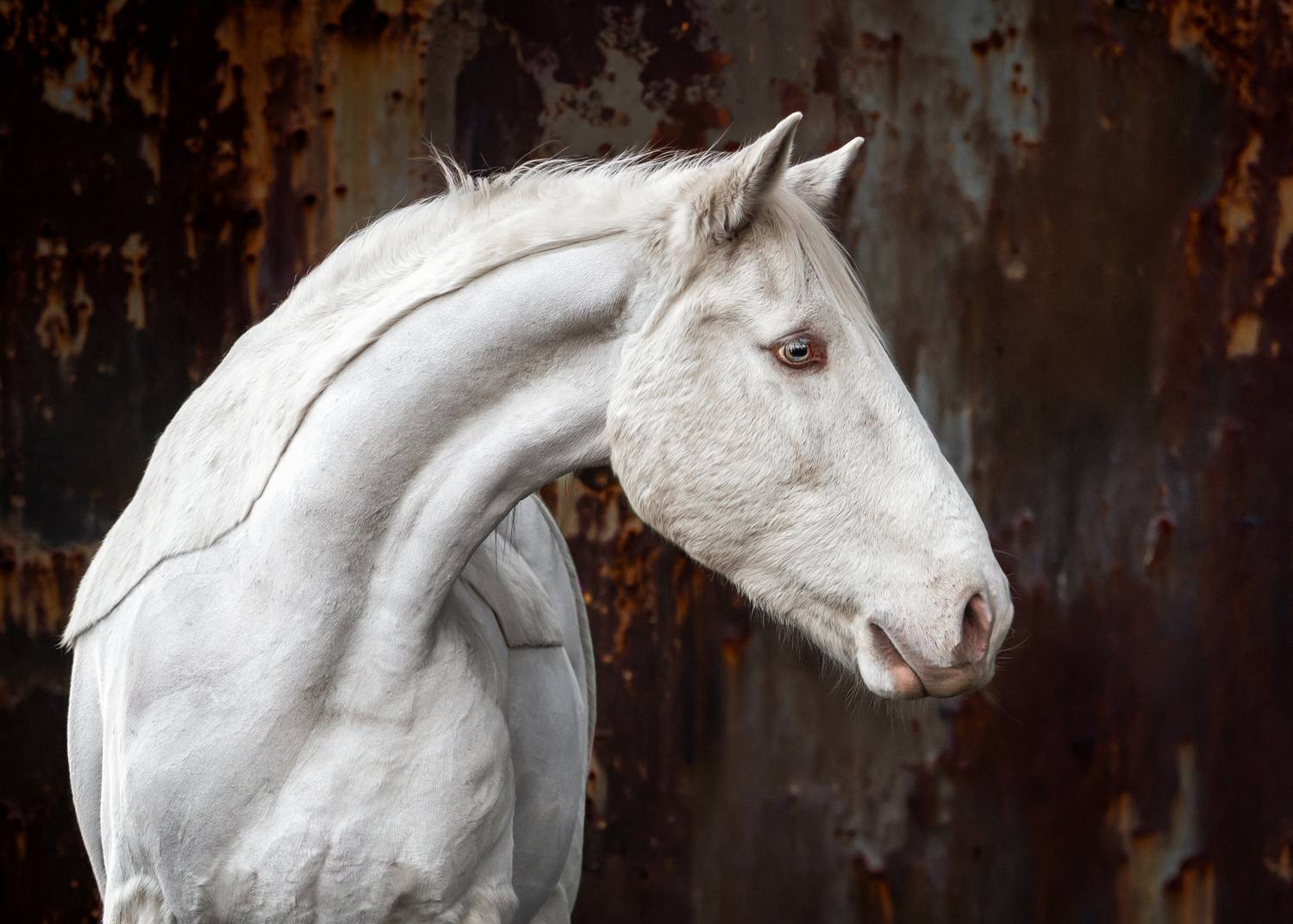 horse, white horse, equine, animal portrait, fine art, horse photography, elegant, portrait, fine art photography, Ulrike Siebert