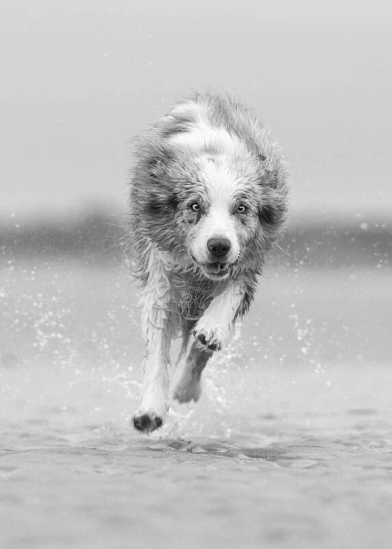 dog, border collie, black and white, monochrome, fine art, action, running dog, water splash, animal photography, pet photography, motion, beach, dynamic, canine, fine art photography Chasing Waves фото превью