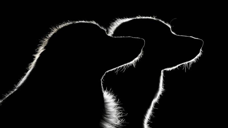 dog, dogs, silhouette, black and white, fine art, rim light, conceptual, minimalism, animal portrait, studio photography, backlight, artistic, monochrome Bound by Light фото превью