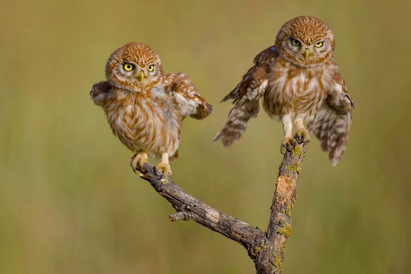 Little owls  фото превью