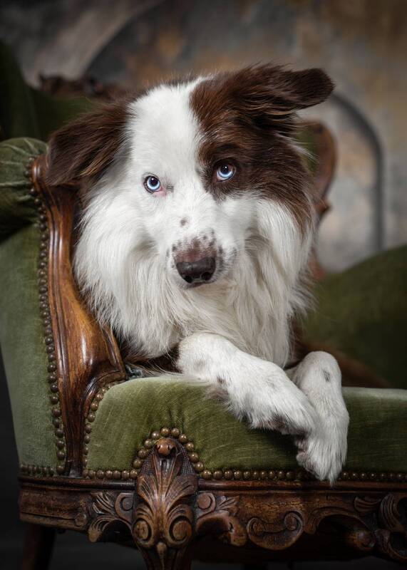 dog, border collie, pet portrait, fine art, studio photography, animal portrait, canine, elegant, vintage, chair, conceptual, staged photo, blue eyes, pet photography The Gentleman фото превью