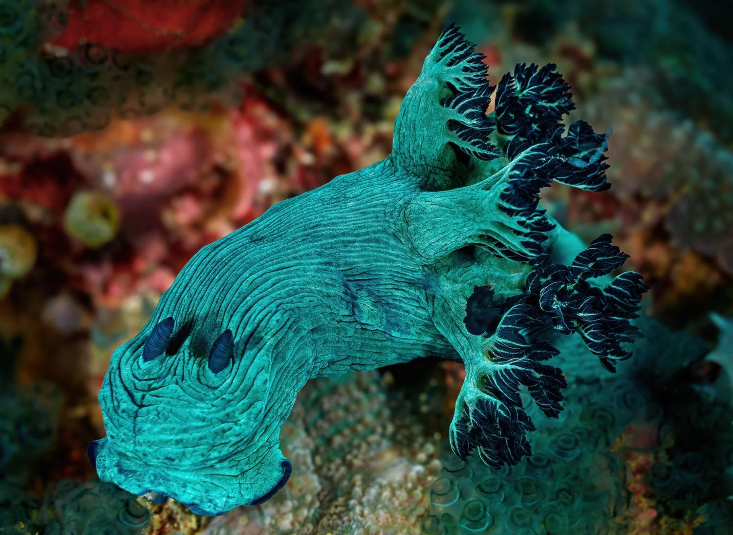 голожаберный моллюск, nembrotha milleri, philippines, филиппины, mindoro, миндоро, Булгаков Сергей