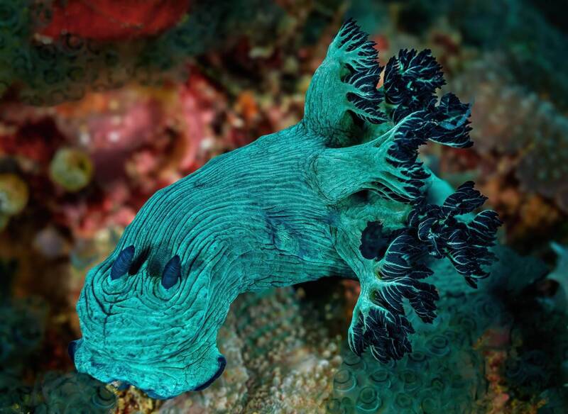 голожаберный моллюск, nembrotha milleri, philippines, филиппины, mindoro, миндоро Голожаберный моллюск (лат. Nembrotha milleri) фото превью