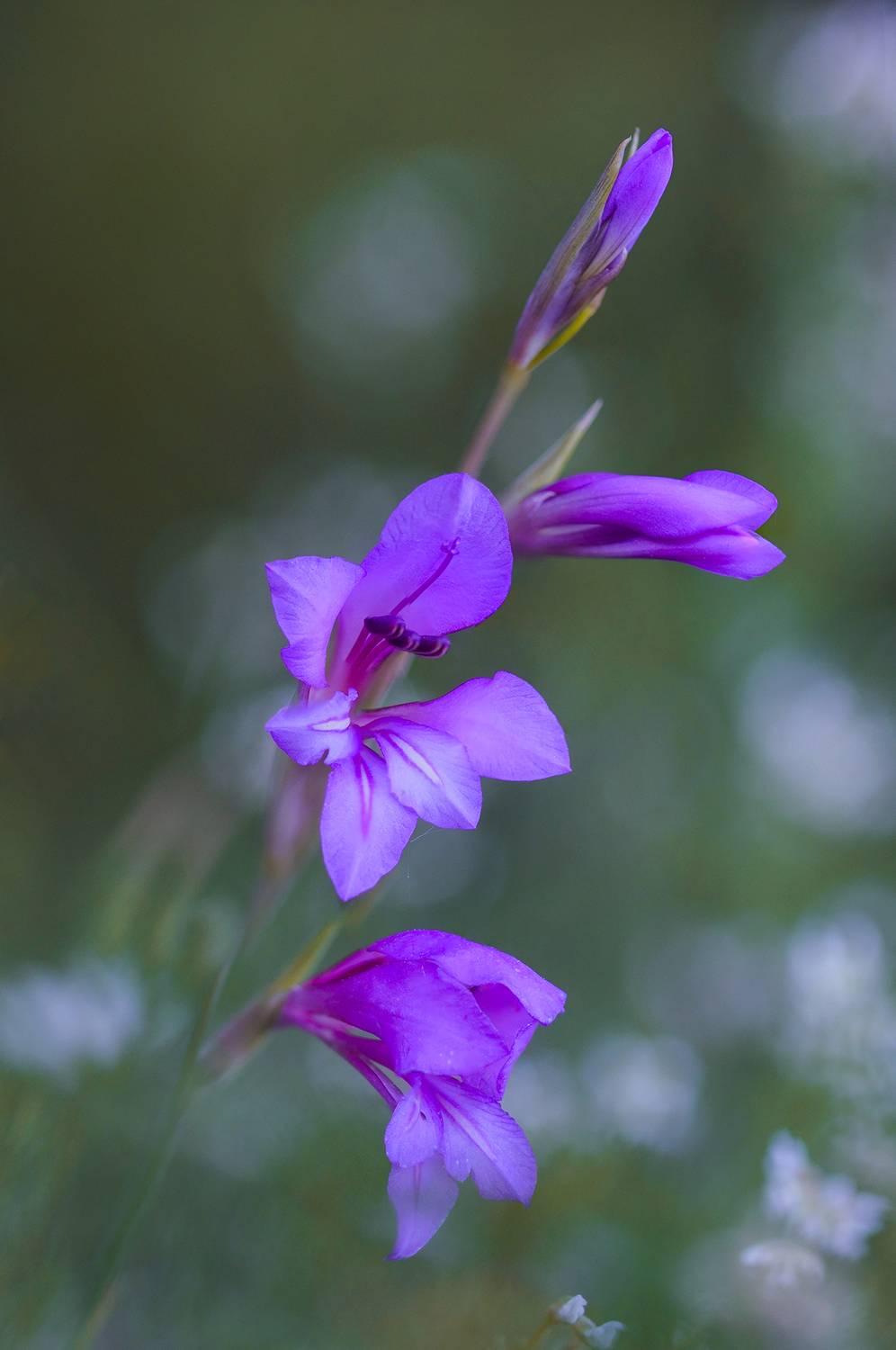 nature, flower, close up, springtime, plant, selective focus, Andr&eacute;s Emilio