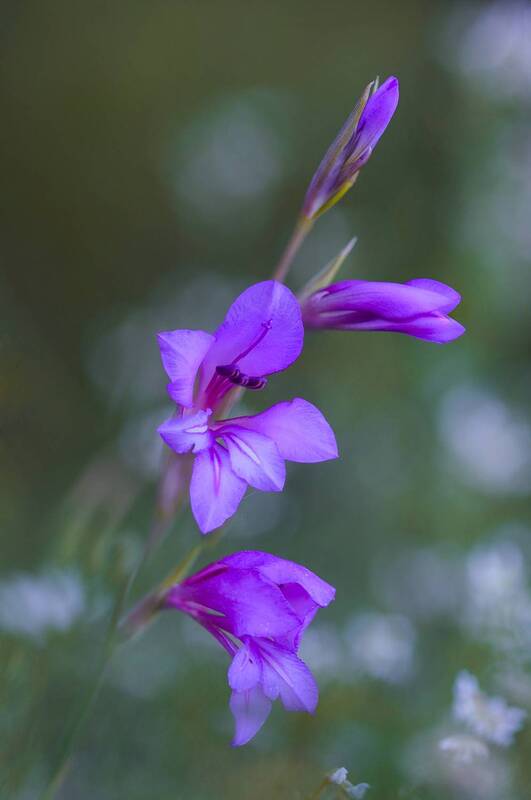 nature, flower, close up, springtime, plant, selective focus Gladiolus фото превью