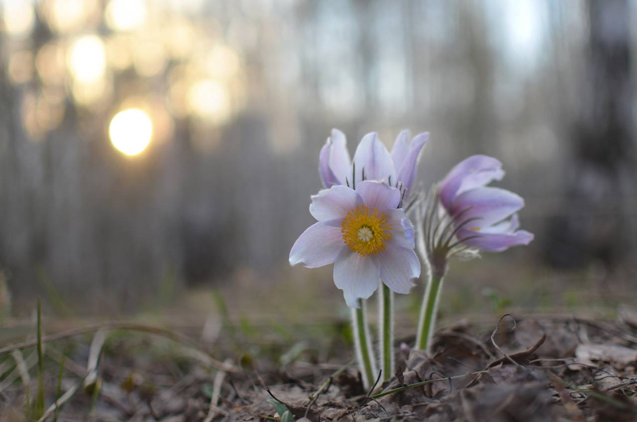 ,  Arina Shapronova