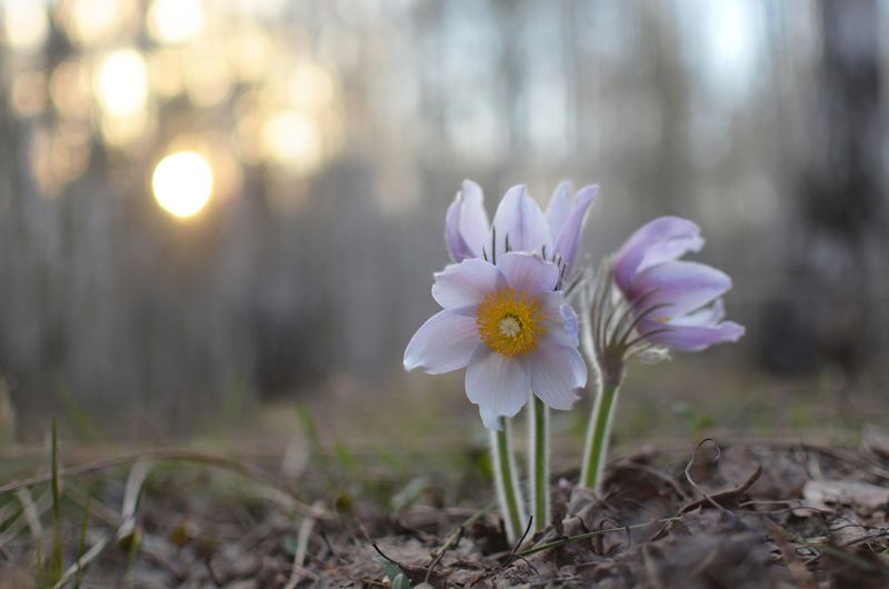 Сны весеннего леса фото превью