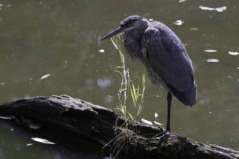 Great blue heron фото превью