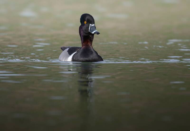 Ring-necked duck (m) фото превью