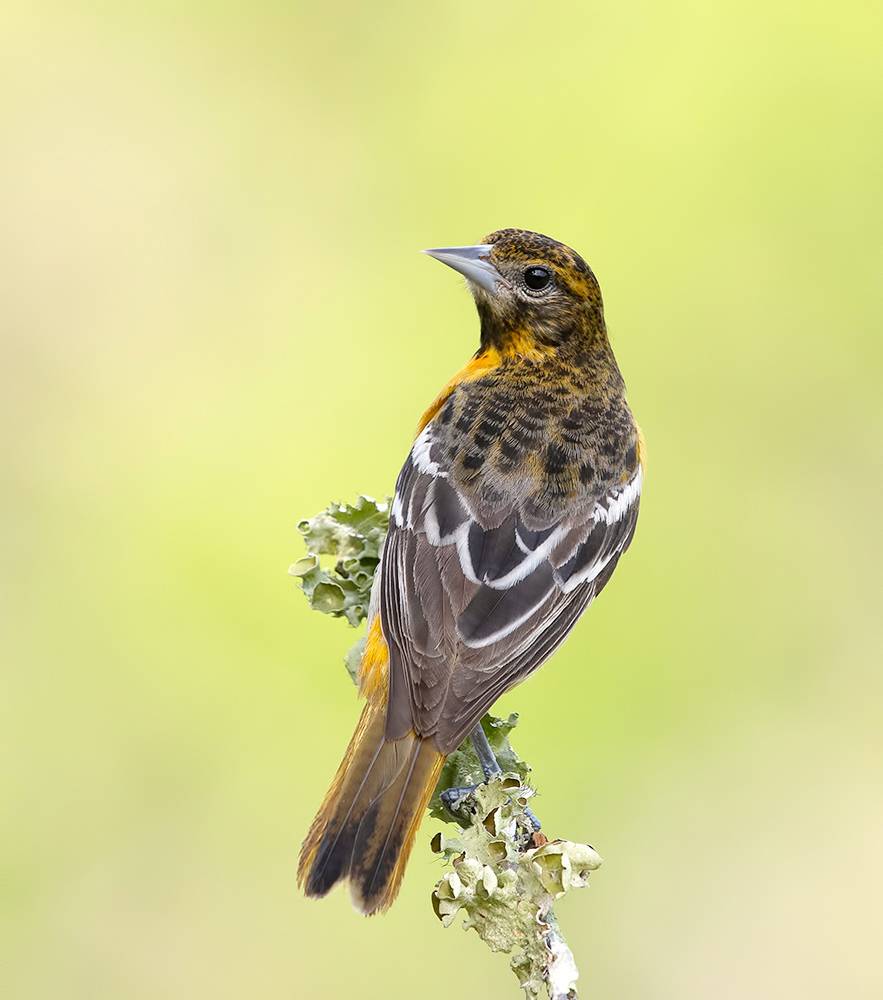baltimore oriole, oriole, spring, весна, балтиморская иволга, wild, birds, птицы, Etkind Elizabeth